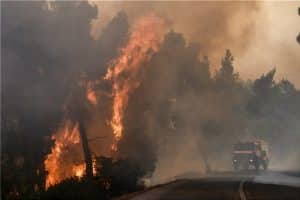 Κάηκαν δάση, ελιές και στάνες στην Εύβοια