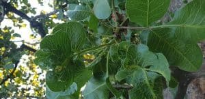 Read more about the article Άρχισαν να φαίνονται οι ζημιές από τον παγετό στα κελυφωτά φιστίκια