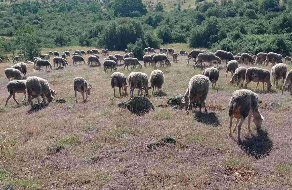 You are currently viewing Με 1,60-1,70 οι πρώτες συμφωνίες στο πρόβειο γάλα