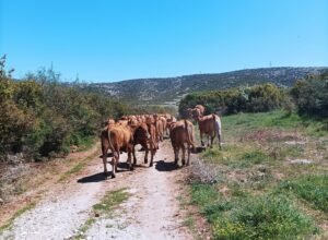 Read more about the article Στο απόσπασμα η γαλακτοπαραγωγός αγελαδοτροφία 