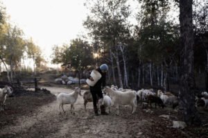 Read more about the article Στην Χιλή ανέθεσαν την πυρασφάλεια των δασών σε κατσίκες-πυροσβέστες