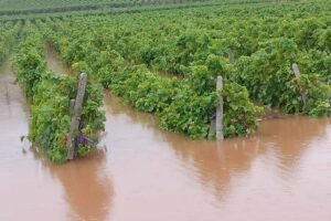 Read more about the article Ανακοίνωση Αγροτικού Συλλόγου Δαμασίου για τις ζημιές