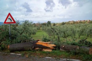 Read more about the article Μεγάλη καρπόπτωση στις ελιές από τους δυνατούς ανέμους σε όλη τη χώρα