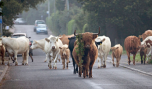 Read more about the article Αναθεώρηση τιμών αποζημιώσεων ΕΛΓΑ για κτηνοτρόφους