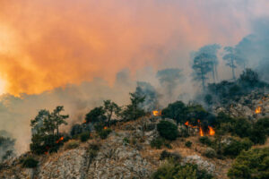 Read more about the article Οι πυρκαγιές φέρνουν απεντάξεις αγροτών από προγράμματα