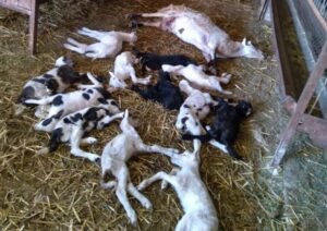 Read more about the article Ο καιρός θερίζει τα νεογέννητα αρνιά, χιλιάδες αποβολές και τεράστια μείωση παραγωγής