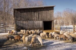 Read more about the article Μέχρι 1,80 πληρώνεται ο παραγωγός για το πρόβειο στην Ισπανία