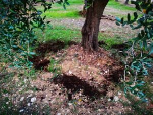 Read more about the article Η χρήση της χλωρής κοπριάς στον ελαιώνα