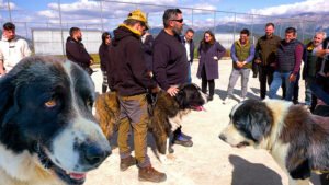 Read more about the article Επιτυχημένη η εκδήλωση για τον Σαρακατσάνικο ποιμενικό σκύλο