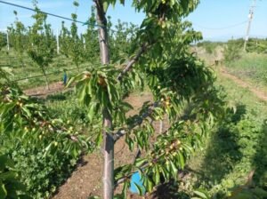 Read more about the article Μπέρδεμα με τα εργόσημα των εργατών γης
