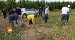 Read more about the article Ζημιές σε καλλιέργειες οσπρίων