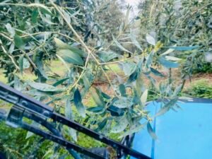 Read more about the article Μπόλιασμα Καλαμών σε Κορωνέικη: Τι πρέπει να προσέξω