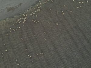 Read more about the article Μέχρι 31 Ιουλίου αιτήσεις για δωρεάν στάβλους