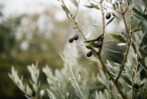 Τα 2,5 ευρώ έπιασε το 200άρι της Καλαμών, στα 9,80 το ελαιόλαδό τους