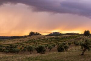 Read more about the article Έντονη καρπόπτωση ελιάς σε όλη τη χώρα