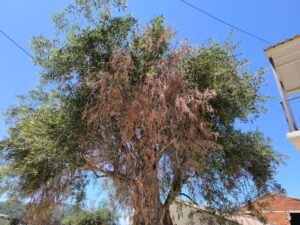 Read more about the article Φόβος ότι εμφανίστηκε Xylella στην Ελλάδα