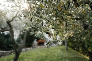 Read more about the article Έρχεται καύσωνας διαρκείας και αφρικανική σκόνη, μεγάλη δοκιμασία για αγρότες