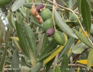 Read more about the article Γράμμα από έναν Ισπανό ελαιοπαραγωγό…