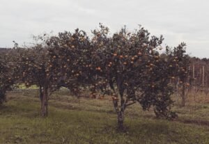 Read more about the article Οι αγρότες της Αργολίδας ταλαιπωρούνται από την Τριστέτσα