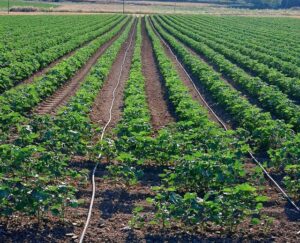 Άνοιξε συζήτηση για κίνητρα στα σπορόκεντρα βάμβακος από τους εκκοκκιστές