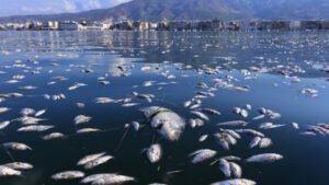 Read more about the article Πόλεμος ευθυνών μετά το μπάχαλο με τα νεκρά ψάρια στον Παγασητικό