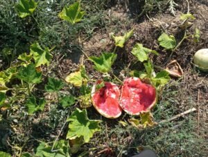 Read more about the article Σοκ στο Ζάρκο, αγριογούρουνα κατασπάραξαν καρπούζια και καλαμπόκια