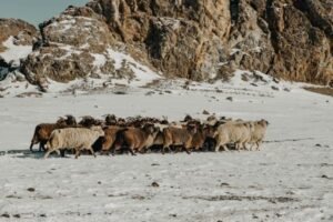 Read more about the article Μπλόκο στις εισαγωγές ελληνικών αμνοεριφίων από την Κίνα