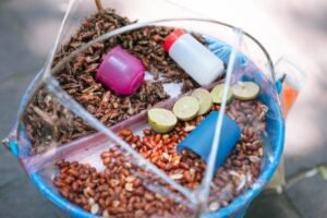 Read more about the article Μέτρα εξάλειψης και ελέγχου για το Spodoptera frugiperda