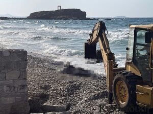 Read more about the article Αγελάδα ξεβράστηκε σε παραλία με δεμένα πόδια
