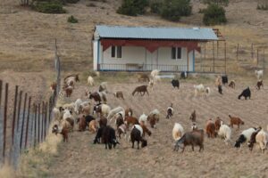 Κατηγορούνται ότι έκοψαν ελιές κοινοτάρχη γιατί μάζεψε τα κατσίκια