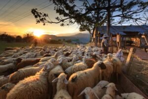 Read more about the article Έρχεται χρήμα για κτηνοτρόφους λέει ο Τσιάρας
