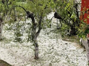 Read more about the article Σάρωσε τα κηπευτικά το χαλάζι στα Ίρια