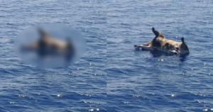 Read more about the article Νεκρά μοσχάρια ξεβράστηκαν στους Παξούς