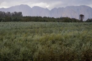 Η κακοκαιρία τσάκισε βαμβάκια, κηπευτικά στη Ροδόπη