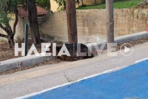Read more about the article Αυτοκίνητο τράκαρε με… τράγο