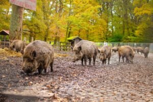 Read more about the article Νεκρός 56χρονος, τον πυροβόλησαν γιατί τον θεώρησαν αγριογούρουνο