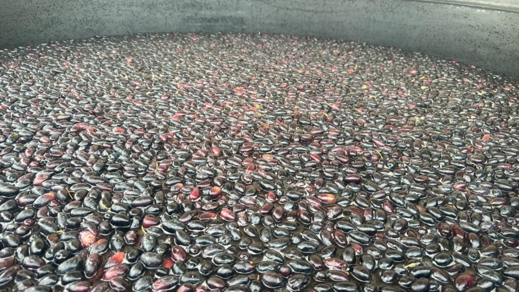 Ελιές Καλαμών: Σαφώς μικρότερη των αρχικών εκτιμήσεων η τελική σοδειά