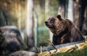 Read more about the article Ντύνονταν αρκούδες κι έκαναν καταστροφές για να παίρνουν αποζημιώσεις