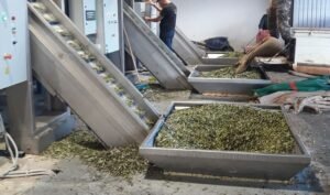 Read more about the article Στα 6 ευρώ η τιμή παραγωγού στο ελαιόλαδο από τον Συνεταιρισμό Θραψανού