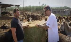 Read more about the article “Έφοδος” του Άκη Πετρετζίκη σε φάρμα εκτροφής γαϊδουριών