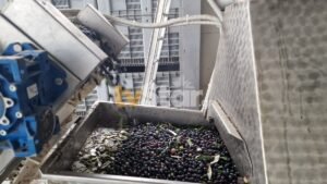 Read more about the article Φθιώτιδα: Μειωμένη λόγω ξηρασίας η ελαιοπαραγωγή