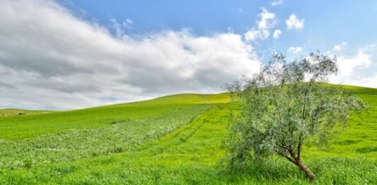 Πυρ ομαδόν για το Ελαιοκομικό Μητρώο, σύσκεψη από ΥπΑΑΤ-προσπαθεί να "μαζέψει" την κατάσταση
