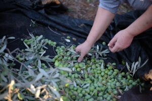 Στους Αλβανούς εργάτες ένα μεγάλο κομμάτι των κερδών των ελαιοπαραγωγών μέσω μισιακών, αλλάζουν οι όροι φέτος