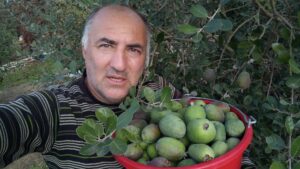 Read more about the article Θραύση κάνει το Feijoa με κέρδος 5.000 ευρώ το στρέμμα και ελάχιστα έξοδα