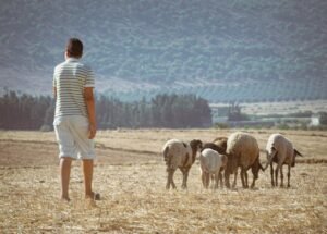 Read more about the article Φυλή Προβάτων Μπούτσικα: Σκληροτράχηλα και με καλό κρέας