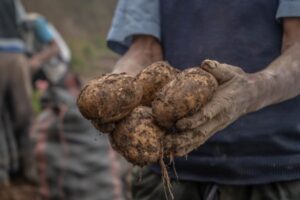 Θερίζει ο περονόσπορος στη πατάτα. Δεν θα μείνει ούτε μία