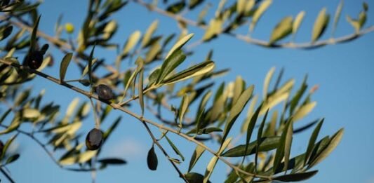 Τρεις νέες - τούρμπο ποικιλίες ελιάς με αντοχή στην βερτιτσιλλίωση