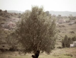Read more about the article Μπορώ να φυτέψω αυτή την περίοδο λαδοελιές;