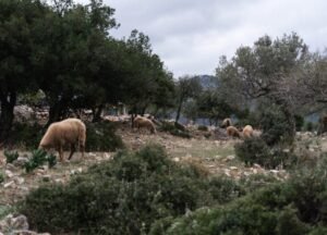 Read more about the article Πώς προετοιμάζω την κοπριά για τις ελιές μου