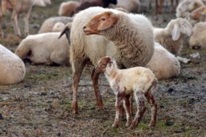 Στη βουλή αιτήματα κτηνοτρόφων Ανατολικής Μακεδονίας